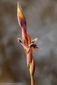 Image result for Bulbophyllum expallidum