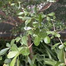 Image result for Terminalia mollis