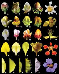 Image result for Triaspis hypericoides