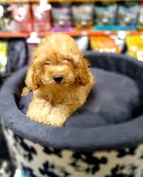 altin rengi bebek poodle pelus yavru kopek