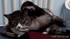 Sloth Loves Cuddling With Cat