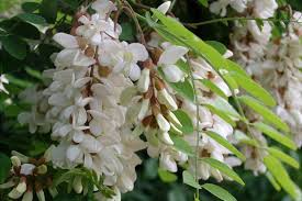 Maybe you would like to learn more about one of these? Gallery Of Terrestrial Plants Vermont Invasives