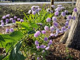 Image result for Vernonia sutherlandii