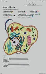 Students color the phospholipids, protei. Cell Coloring Worksheets 26 Inspirational Animal Cell Coloring Key In 2020 Celula Animal Para Colorear Celula Animal Animalitos Para Colorear