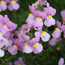 Image result for Nemesia