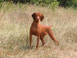 It has a lot of information about training and socializing puppies from the moment you get them. Vizsla Dog Breed Profile Petfinder