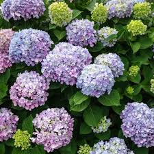 Also some azaleas and rhododendrons: 20 Best Perennial Flowers Easy Perennial Plants To Grow