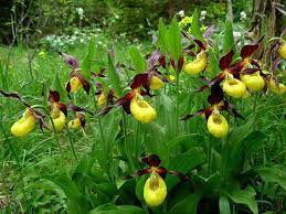 Papucul Doamnei The Lady S Slipper A Wild Flower That Grows In Romania Rare Flowers Unusual Flowers Strange Flowers