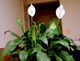Check spelling or type a new query. 9 Low Maintenance Plants For The Office