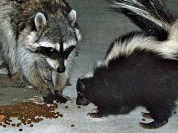 For raccoons that live in residential areas, that means foraging for food in trash cans, gardens, and even inside homes and other buildings. Pests Wildlife You Can T Tell If An Animal Is Rabid Just By Its Behavior Announce University Of Nebraska Lincoln