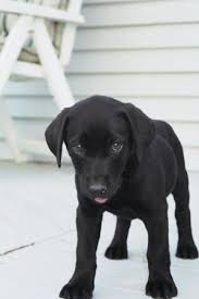 Black Labrador Kedi Kopek Yavru Kopek Hayvan Resimleri