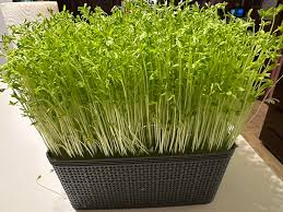 Chicken Coop Ideas & Everything Backyard Chicken