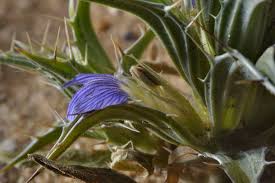 Image result for Blepharis buchneri