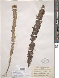 Image result for Sopubia ramosa