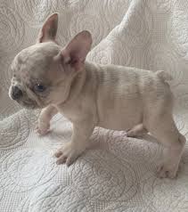 Mini french bulldog miniature french bulldog for sale. Lilac Blue Merle French Bulldog Price Novocom Top