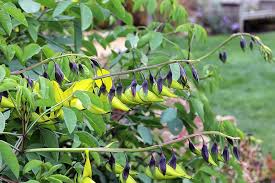 Image result for Crotalaria agatiflora