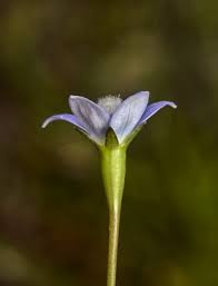 Image result for Wahlenbergia huttonii