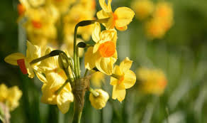 What flowers bloom in spring uk. Mild Weather Causes Spring Blooms To Flower In Middle Winter Uk News Express Co Uk