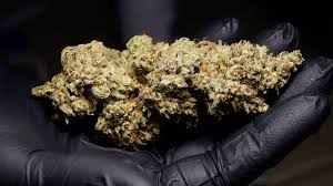 Ratings · reviews · best of 2021 · affordable Best Cannabis Yield How To Grow The Best Marijuana Yield Cannacon