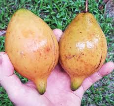 Image result for Garcinia punctata