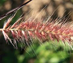 Image result for Cenchrus setaceus