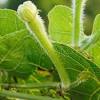 Brassicae, can cause a cosmetic disease on turnip and rutabaga leaves. Https Encrypted Tbn0 Gstatic Com Images Q Tbn And9gcse0x Faxfmwjrnh1novt3pbtnq4dbzha72hjhjhremuo06w5cs Usqp Cau