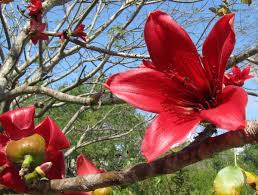 gallery for kapok tree flower flowers kapok planting flowers