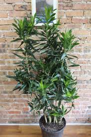 Image result for Dracaena laxissima