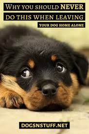 Why You Should Never Do This When Leaving Your Dog Home Alone Dogs Sick Dog Dog Training Near Me