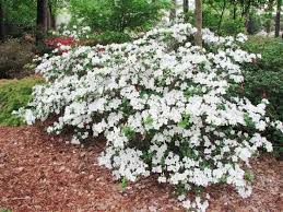 Pin By Bergman Nurseries On Made In The Shade Shrubs Woodland Garden White Azalea Shade Shrubs