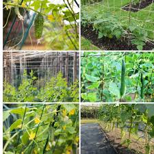 We did not find results for: 9 Easy Ways To Trellis Cucumbers For A Better Harvest Diy Crafts