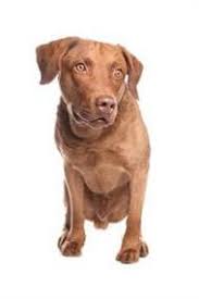 They are in the class of the best retrievers as they can hunt tirelessly. Chesapeake Bay Retriever Small Medium And Big Dog Breeds Pedigree Uk