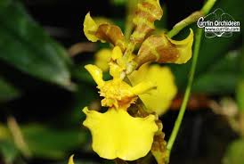 Image result for Ozoroa gomesiana