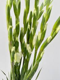 Image result for Gladiolus decoratus