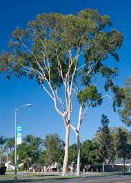Image result for Eucalyptus