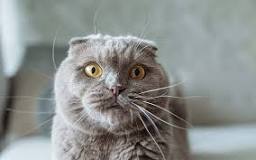 Cat Breed Guide: Scottish Fold | Pets Best