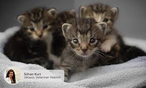 Anne Kedi Ve Yeni Dogan Kedi Bakimi Axis Veteriner Poliklinigi