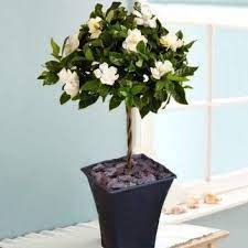 Magnificently Fragranced Topiary Standard Gardenia Tree In Bud Supplied With Black Flared Planter Gardenia Trees Plants Indoor Flowering Plants