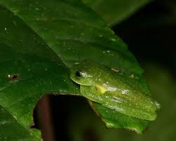 Image result for Centrolene heloderma