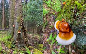 Image result for Ganoderma tsugae