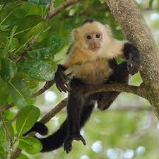 Natural Sins On Instagram So Puravida This Little White Headed Capuchin Monkey Peninsulanicoya C Capuchin Monkey Capuchin Monkey Pet White Faced Capuchin