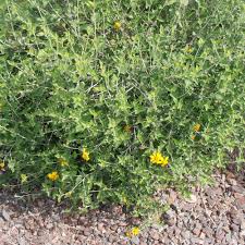 Image result for Vangueria proschii