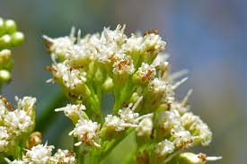 Image result for Boscia salicifolia