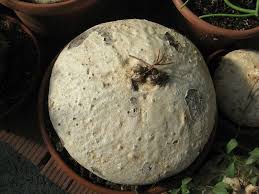 Image result for Raphionacme procumbens