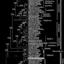 Image result for Dewevrella cochliostema
