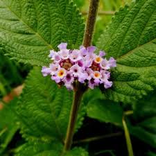 Image result for Lippia oatesii