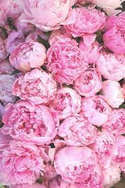 So Pretty Rozovye Piony Piony Romanticheskie Cvety