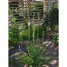 Image result for Chlorophytum bowkeri