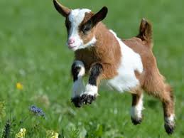 Góc khuất 12 con giáp: Tuổi Mùi lười biếng - 2sao