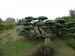 Dscf1258 Amenagement Jardin Amenagement Paysager Jardin Zen